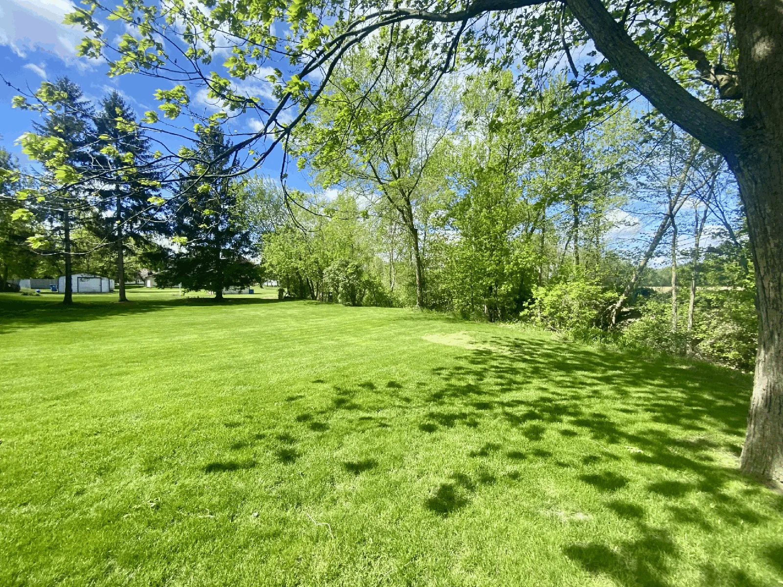 A green lawn framed by mature trees on a sunny Michigan day